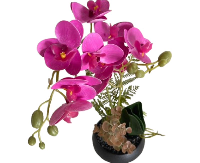 Moth Orchid Plant Decor